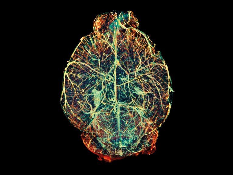 Optical projection tomography image of a mouse brain showing an intricate network of blood vessels.