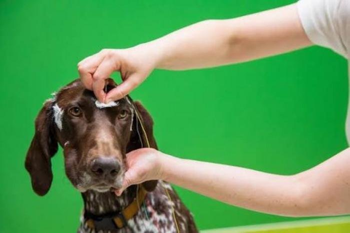 a dog with brown and white fur gets an EEG. the electrode sits on top of the fur between its eyes