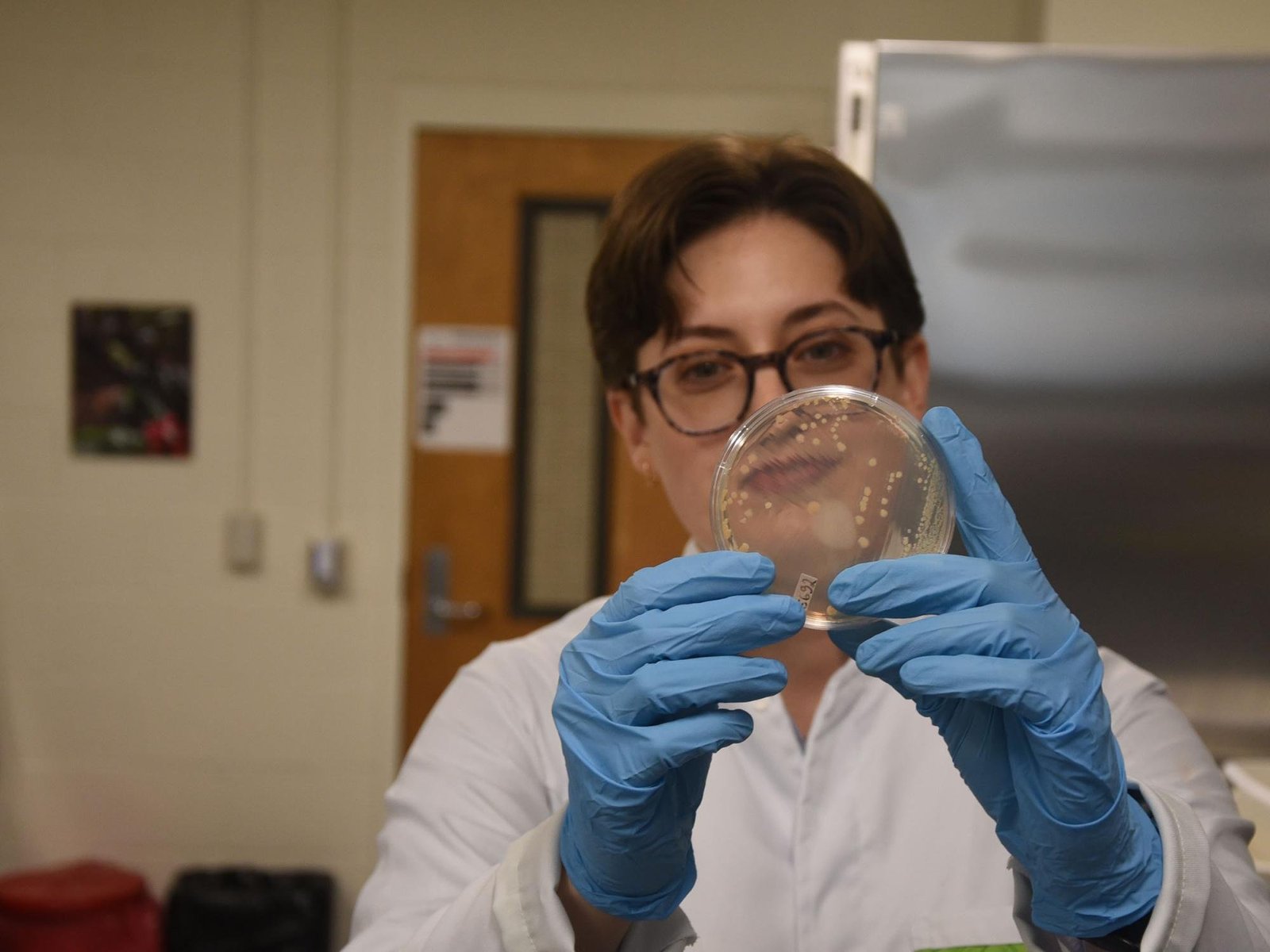 a scientists wearing a white coat and blue gloves holds up a clear circular disk with blobs of bacteria cultures on it