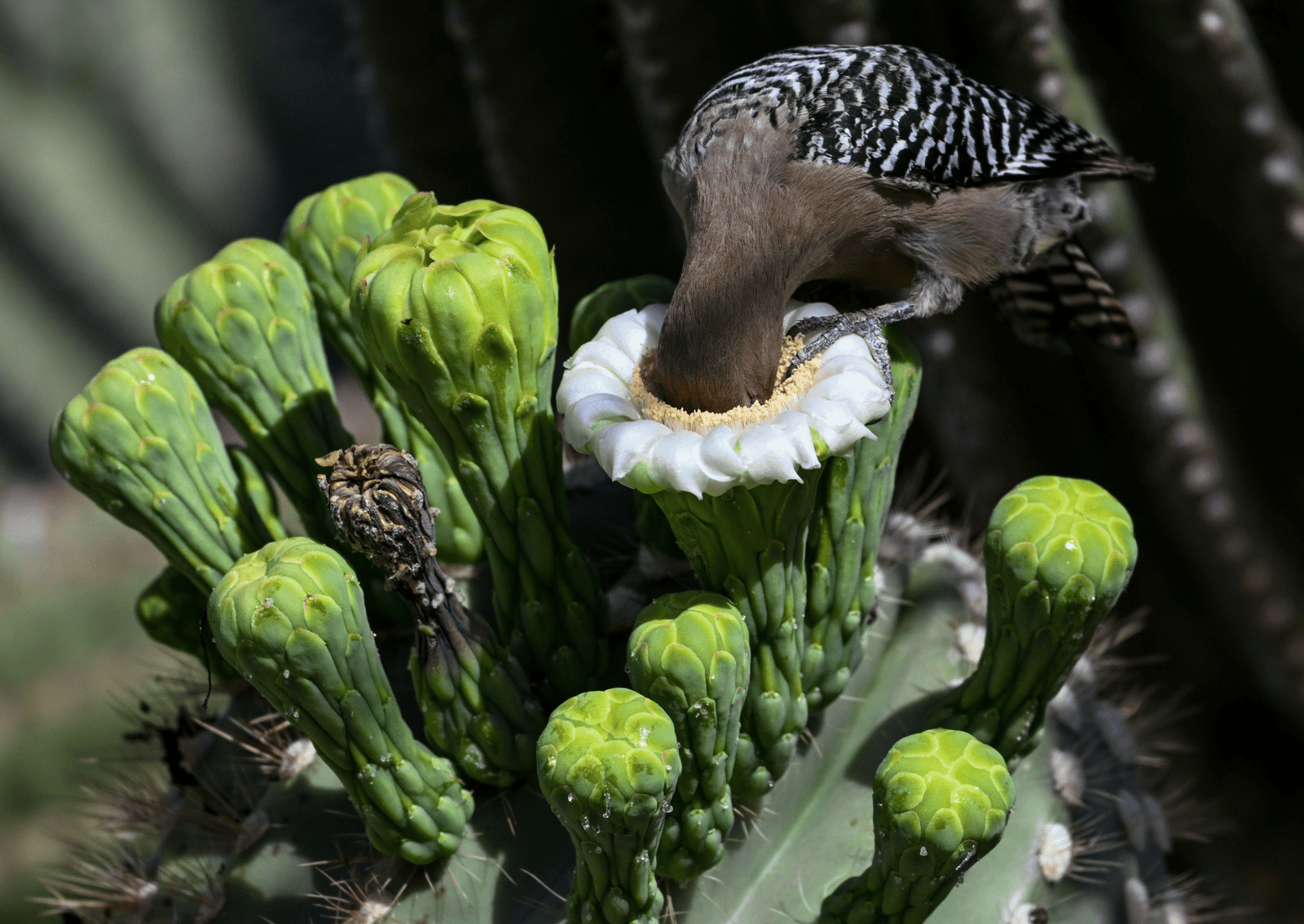 a bird with black and white feathers sticks its beak and most of its head into the yellow pollen-filled center of cactus flower