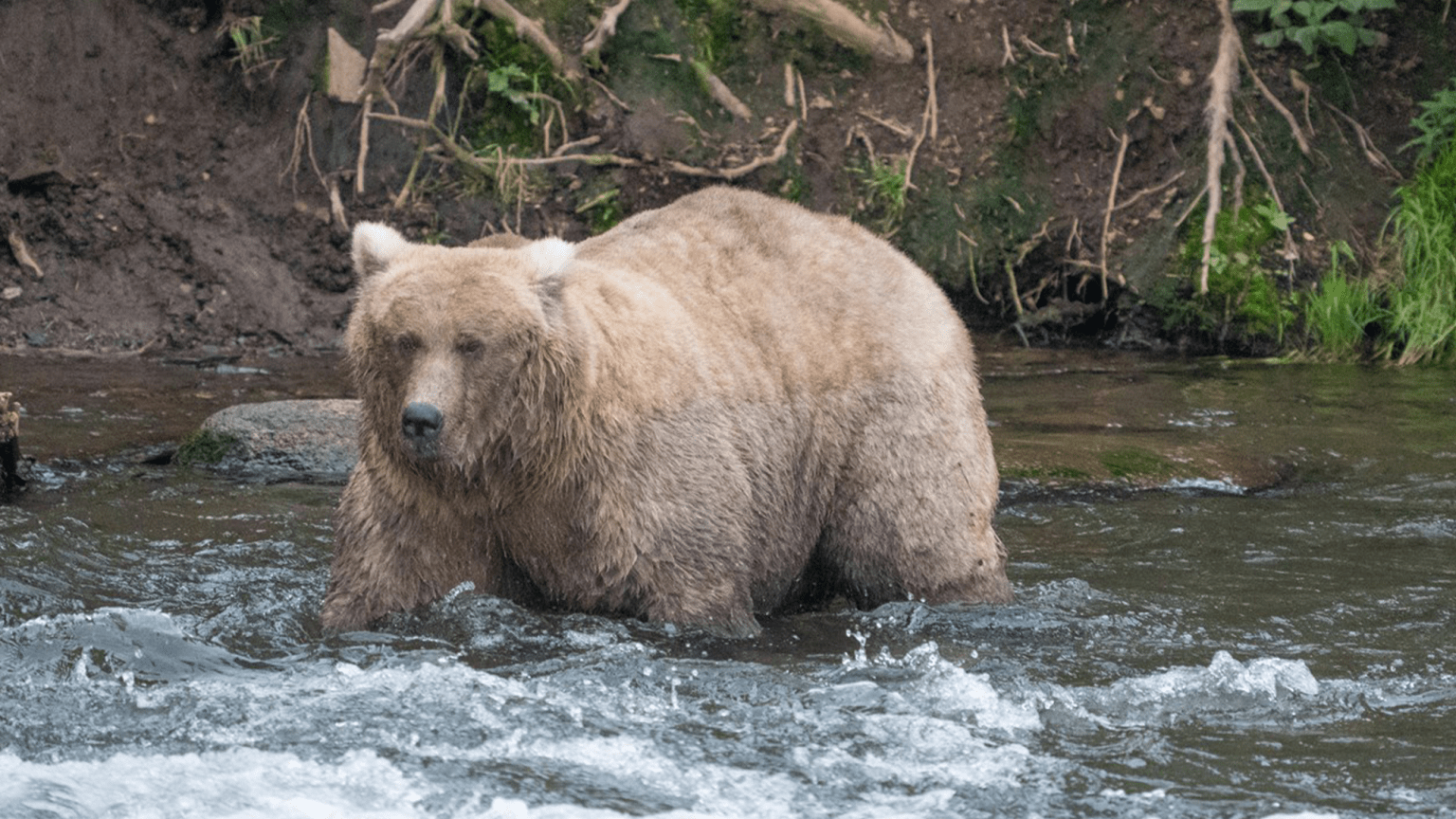 a large female brown bear in a river