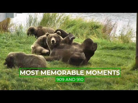 Sisters 909 & 910 Unique Relationship | Memorable Moments in Bear Cam History thumbnail