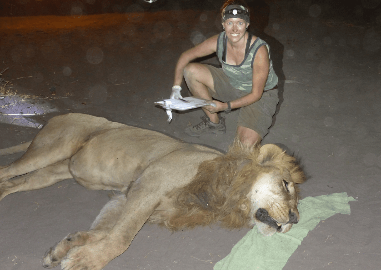 a woman wearing a headlamp kneels by a sedated lion
