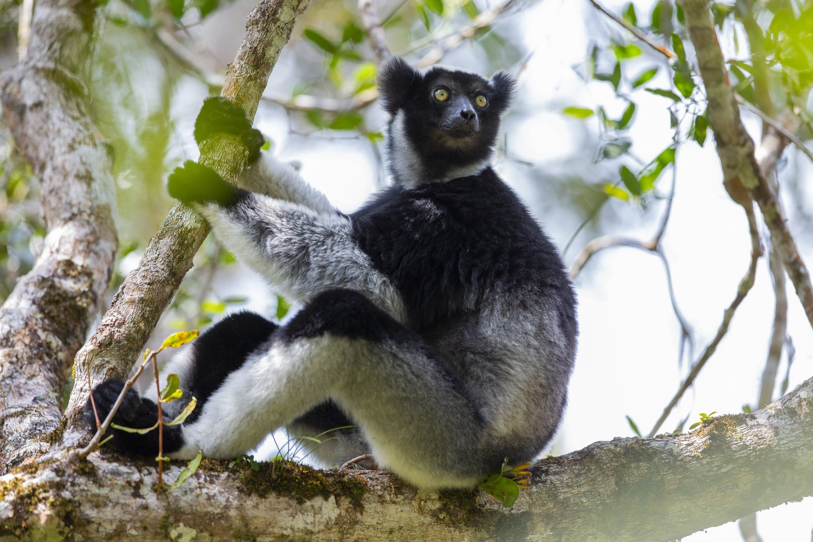 a black and white lemur sits in a tree