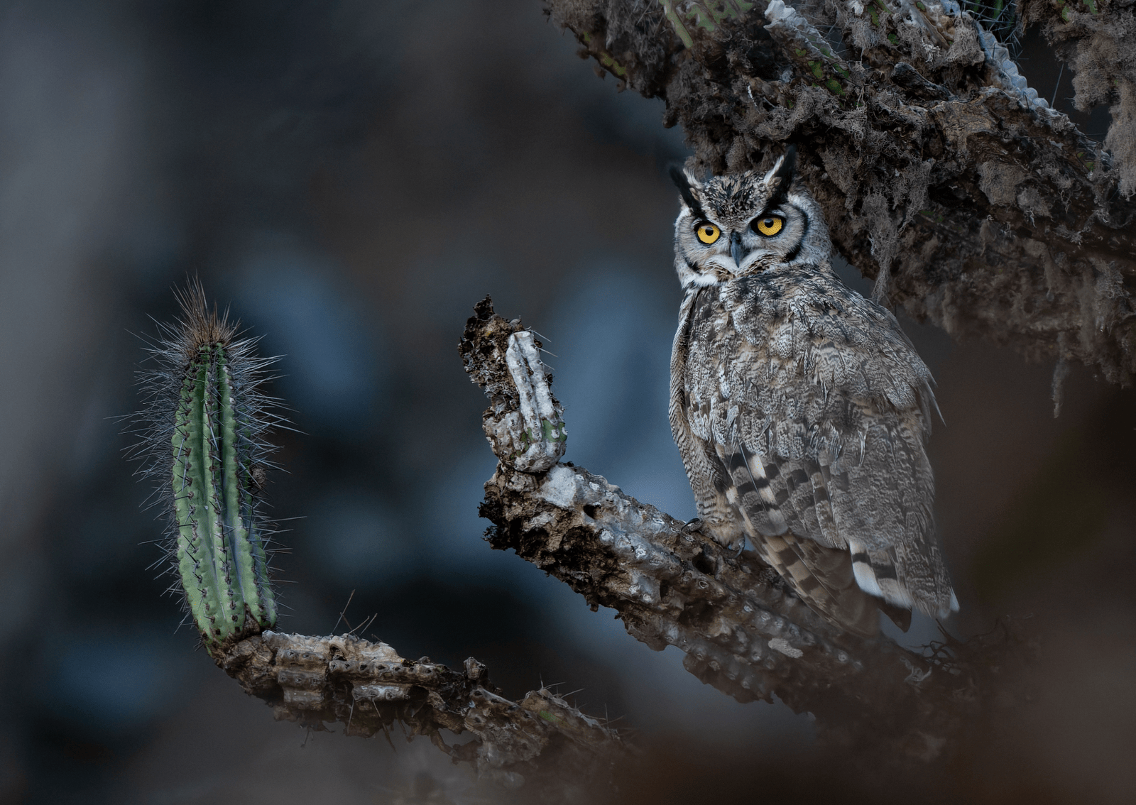an owl with gray, brown, and white feathers, with prominent black feathers over its eyes sits on a tree branch next to a spiky cactus