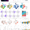mTORC1 drives cell-autonomous astrocyte reactivity in tuberous sclerosis – Nature