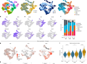 mTORC1 drives cell-autonomous astrocyte reactivity in tuberous sclerosis – Nature