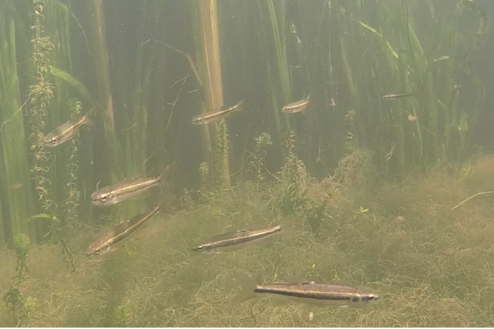 fish swimming in murky water