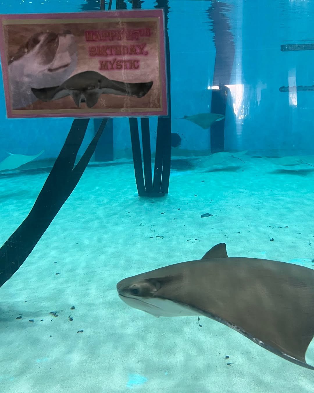 a gray stringray swims in a tank by a sign that reads "happy birthday mystic"