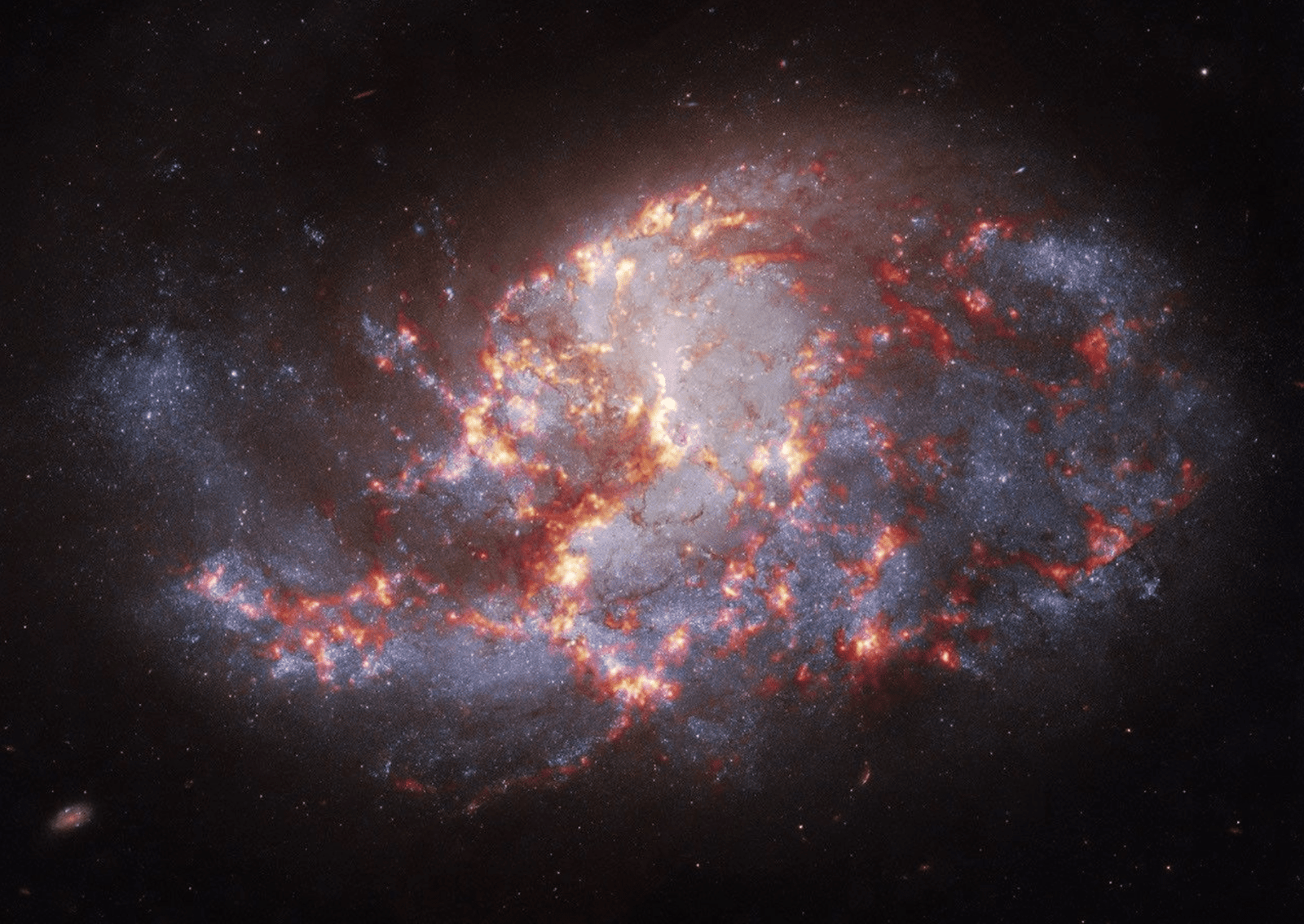 A barred spiral galaxy packed with regions where stars are actively forming. Chandra X-ray data (magenta) highlights stellar nurseries and X-ray binaries scattered along dusty spiral structures brought to life by Hubble optical (white and grey) and Webb infrared (orange and red) observations. Comparing multiwavelength data of barred spirals containing active star formation helps scientists map how local starbursts build up galactic mass over time. Image: X-ray: NASA/CXC/SAO; Optical: NASA/ESA/STScI; Infrared: NASA/ESA/CSA/STScI; Image Processing: NASA/CXC/SAO/L. Frattare.