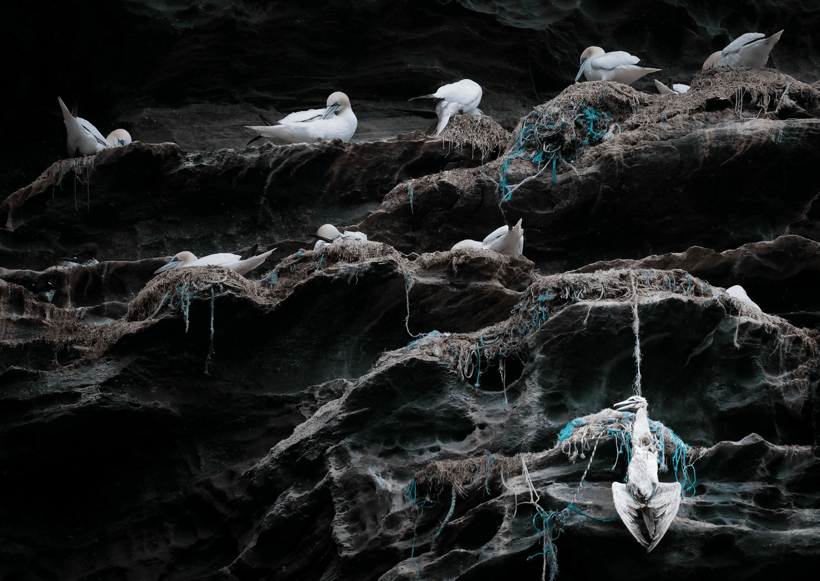 several white birds on a rock cliff with plastic