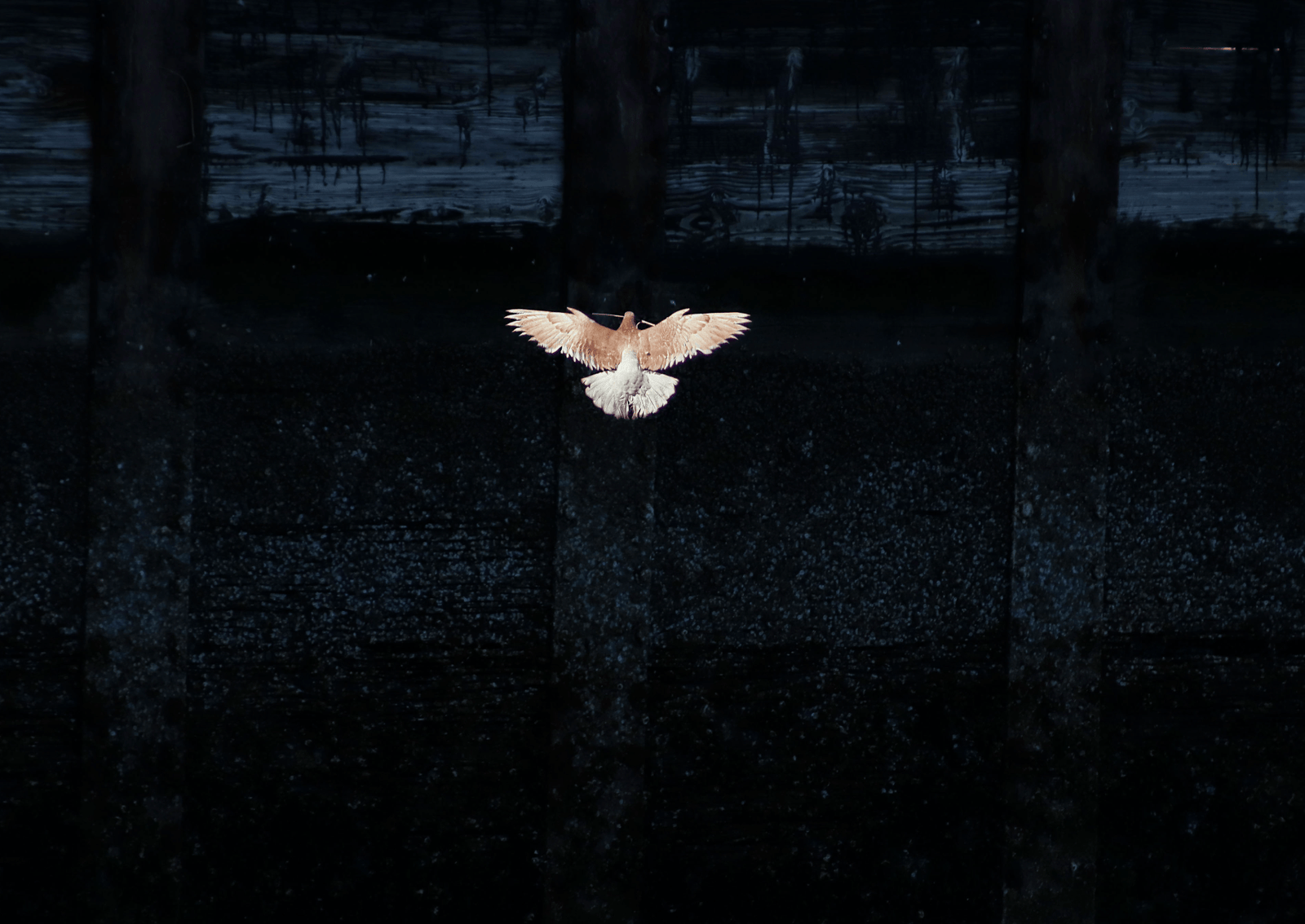 a pigeon with outstretched wings glides over water