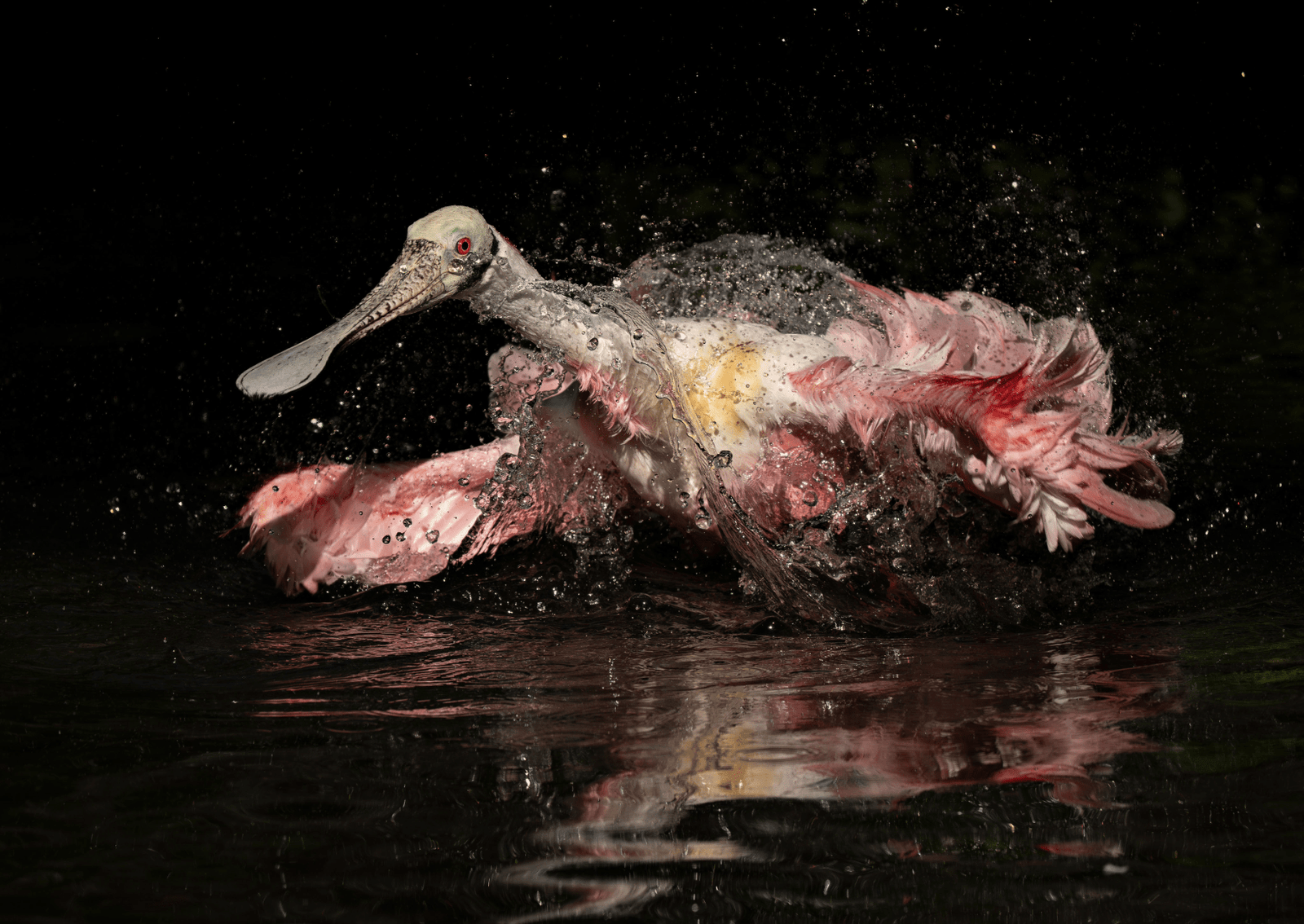 a bird with pink feathers glides over the water