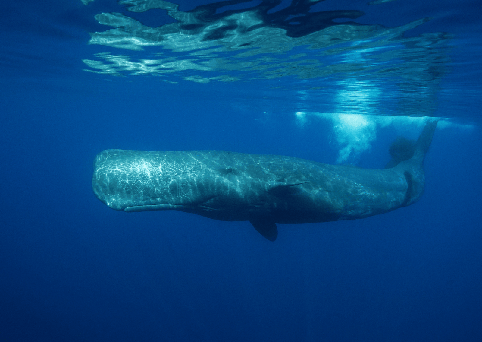 a sperm whale swimming in the mediterranean sea
