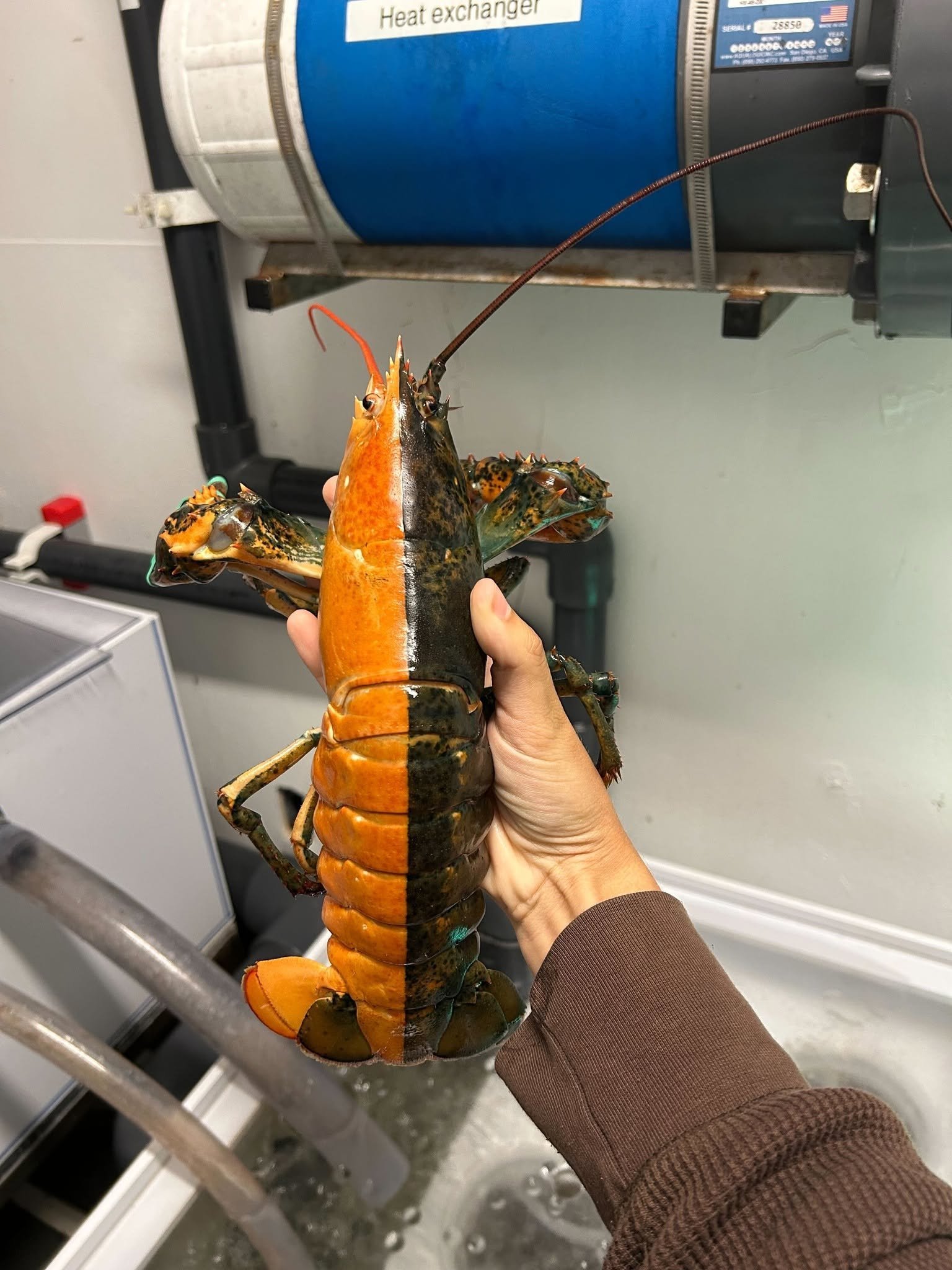 a lobster with orange on the left side of its body and black on the right