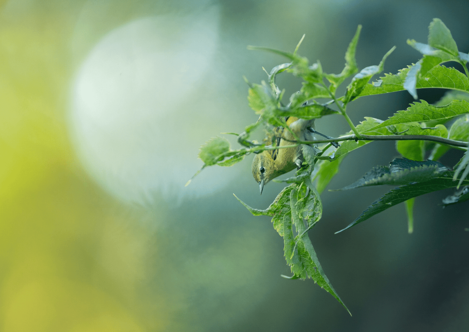 a bird with yellow-green feathers stands on a leaf