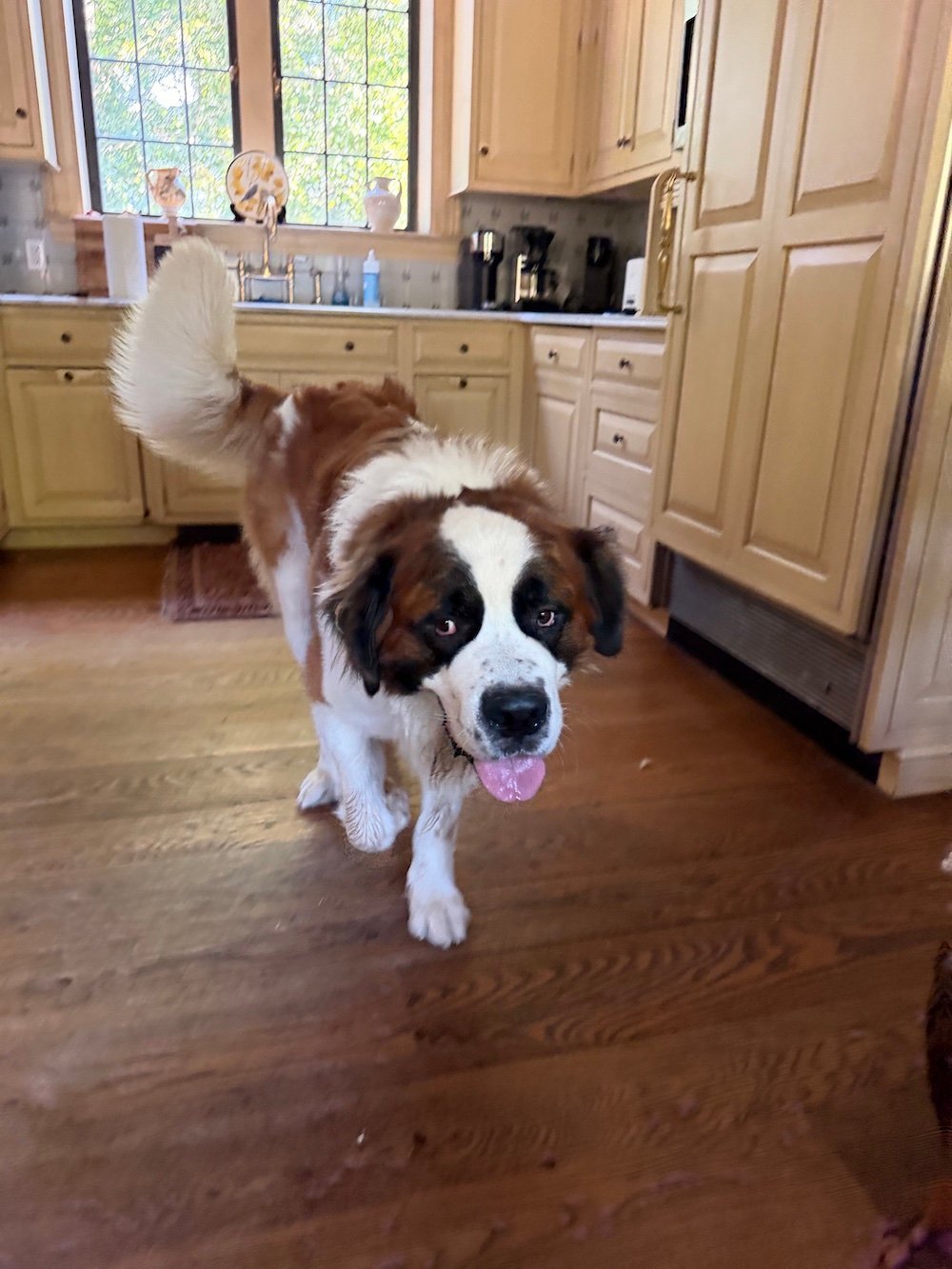 a saint bernard in a kitchen