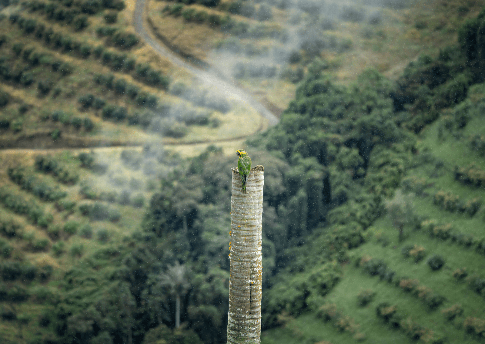 a parrot sits n top of a palm tree trunk with green feather and yellow feathers on its face
