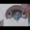 ‘Birds Supporting Birds’ connects the Philadelphia Eagles with migrating seabirds