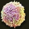 ‘Stomach bugs’ send protective immune cells rushing from gut to brain