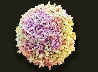 ‘Stomach bugs’ send protective immune cells rushing from gut to brain