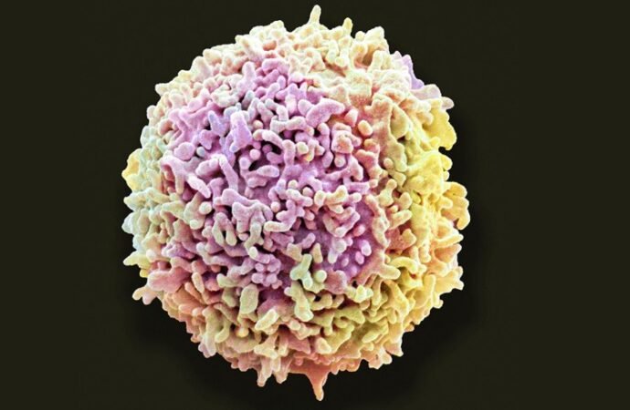 ‘Stomach bugs’ send protective immune cells rushing from gut to brain