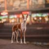 15 uplifting images from Dog Photography Awards 2026