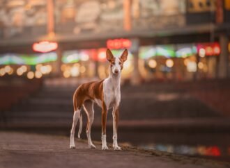 15 uplifting images from Dog Photography Awards 2026