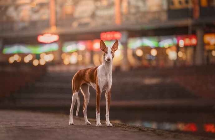 15 uplifting images from Dog Photography Awards 2026
