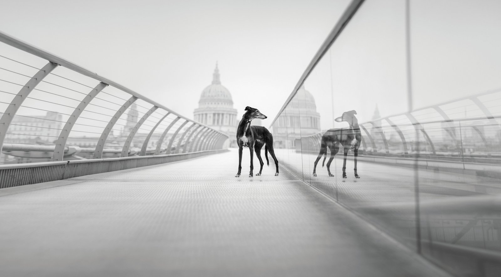 a gretyhound standing on a bridge with a domed building in the background