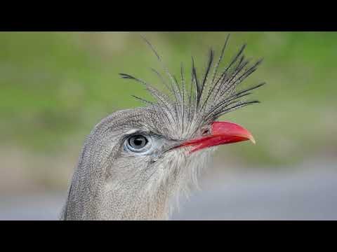 Red-legged seriema's call thumbnail