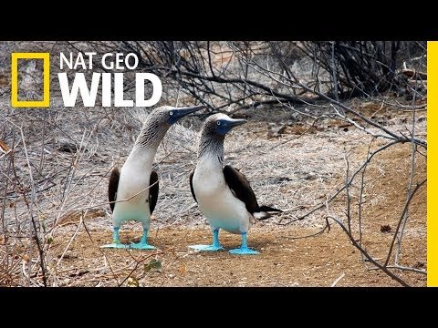 The Blue Footed Boobies Mating Dance | Wild Love thumbnail