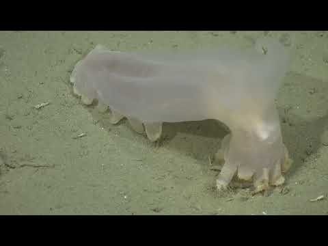Meet Loki the Sea Cucumber thumbnail
