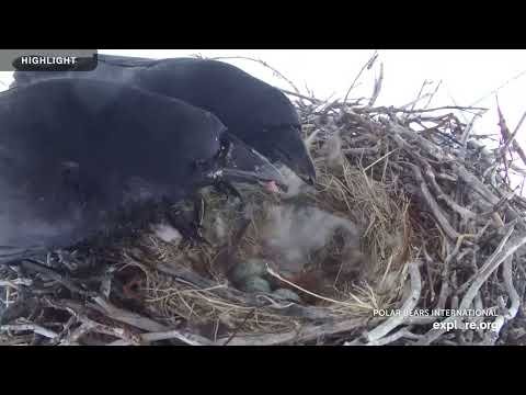 Churchill Raven Nest Highlights 2021 - 2022 thumbnail