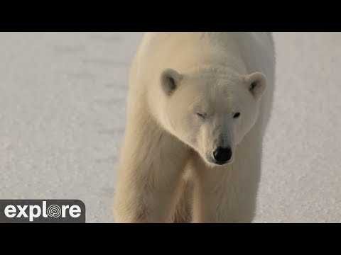 LIVE Arctic Tundra: Cape South - Wapusk National Park | explore.org thumbnail