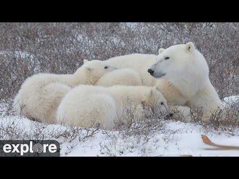 LIVE Polar Bear Cam: Tundra Buggy Lodge North – Polar Bears International | explore.org thumbnail