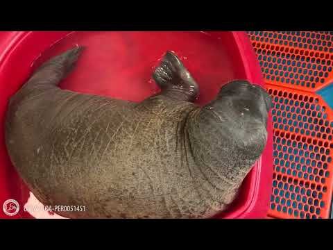 An orphaned walrus’ journey thumbnail