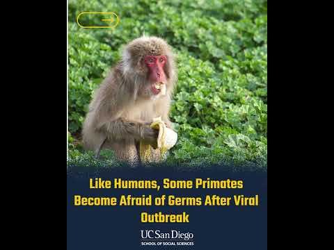 Like Humans, Some Primates Become Cautious of Germs in the Wake of a Viral Outbreak thumbnail