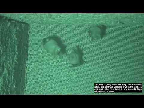 Roost Rulers_Small Prey Bully Large Predators…And Win thumbnail