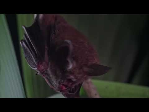 Fringe-lipped bats react to túngara frog calls thumbnail