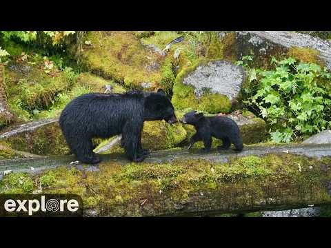 LIVE Anan Bear Cam: Lower Falls & Caves – Alaska | explore.org thumbnail