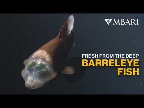 MBARI researchers film rarely seen deep-sea barreleye fish in 4K thumbnail