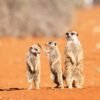 18 hilarious photos from the 2026 Comedy Wildlife Awards
