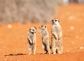 18 hilarious photos from the 2026 Comedy Wildlife Awards