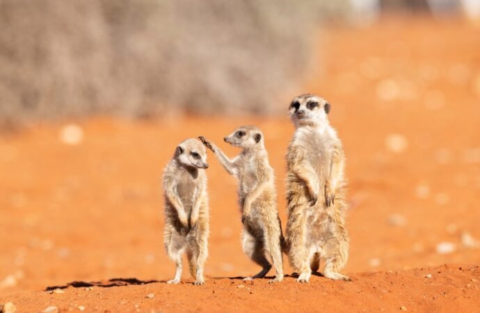 18 hilarious photos from the 2026 Comedy Wildlife Awards