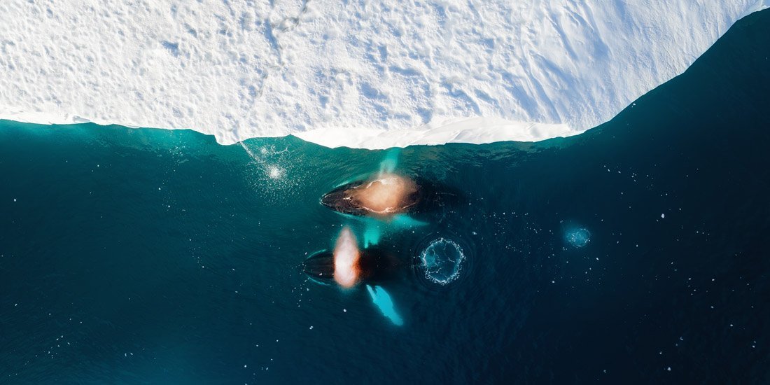 whales in arctic seas with ice