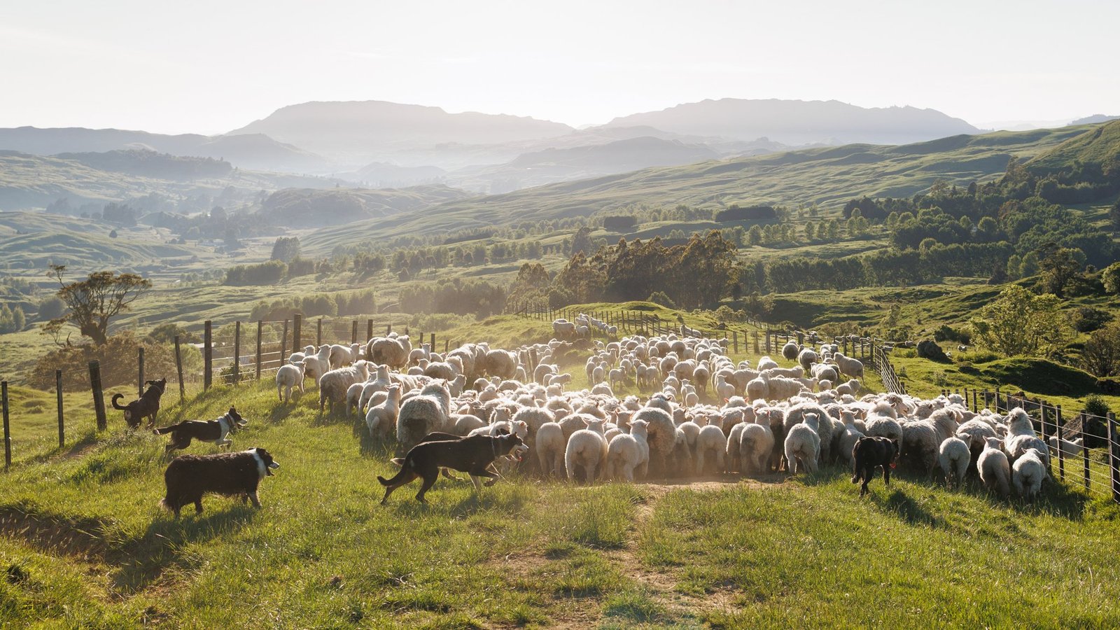working dogs herd sheep