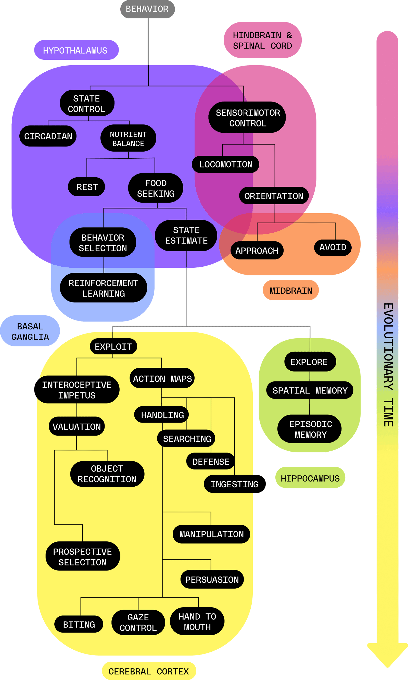 This graphic illustrates how cognitive capabilities emerged over evolutionary time and resulted in new components to the brain. For example, simple forms of life possessed a hindbrain that provided basic sensorimotor control. Later, animals developed more complex behaviors, such as spatial memory, that relate to the hippocampus. Other forms of cognition and behavior emerged later still, such as gaze control, that relate to the cerebral cortex. The flow is from top to bottom -- new capabilities evolve in response to new environmental conditions.