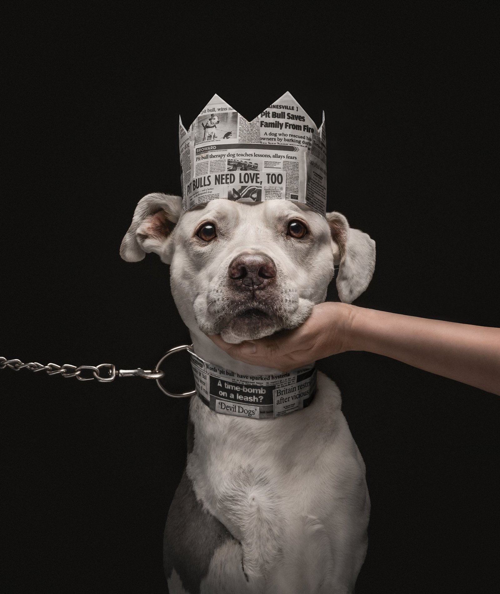 a pitbull with a paper crown and metal leash