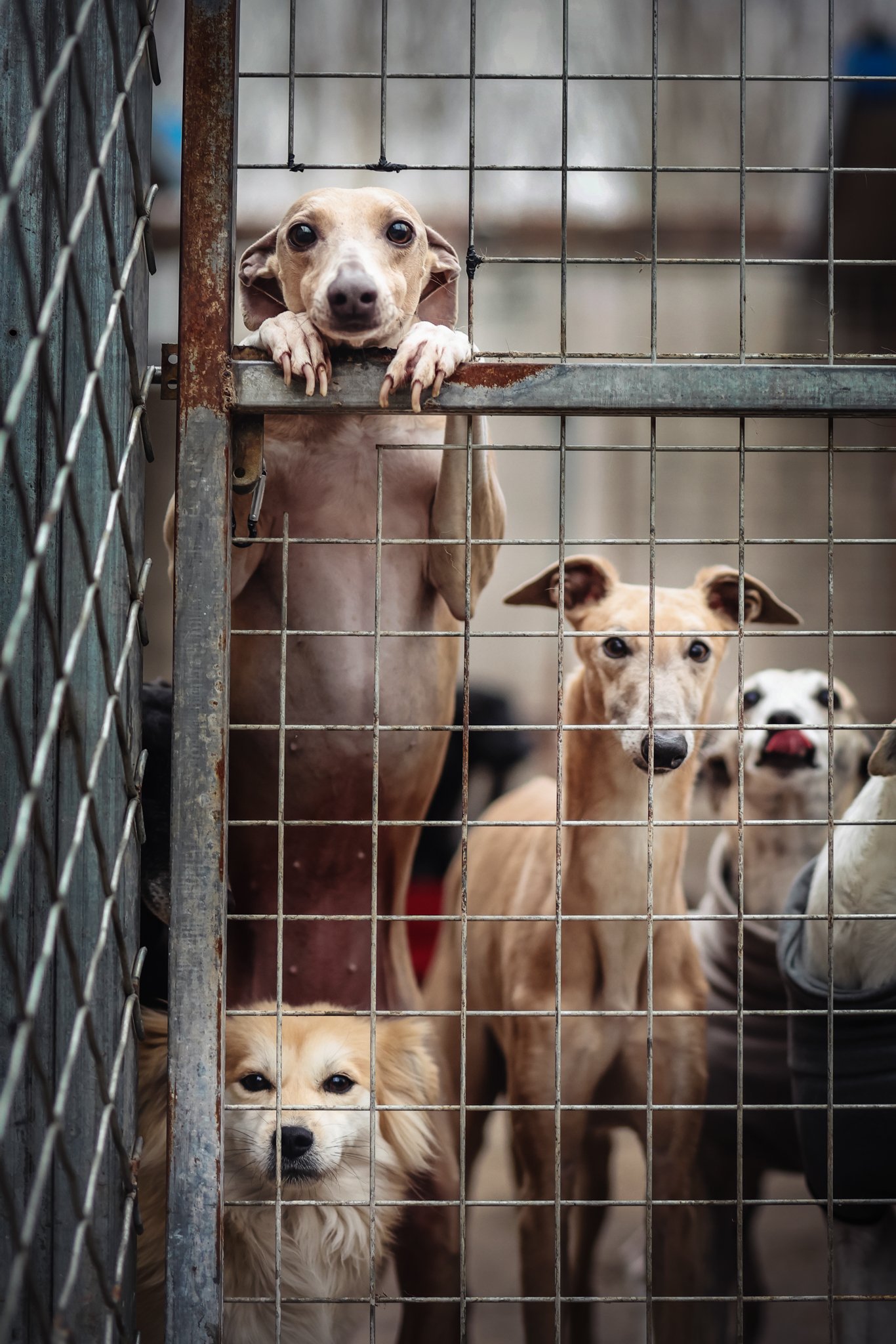 dog behind a fence looking eager